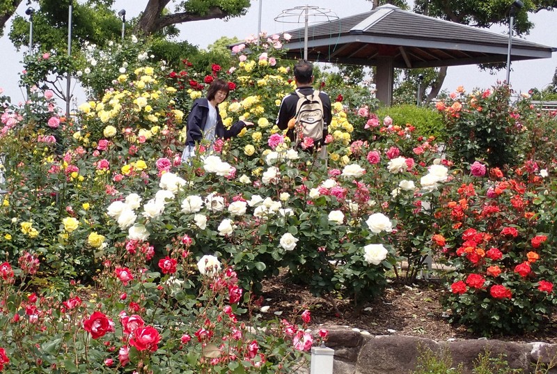 福岡でバラ見ごろ 芳醇な香りに包まれる 連休前の気温上昇受け | 毎日新聞