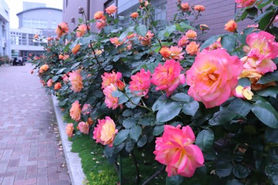 見ごろを迎えた「アンネのバラ」。開花後、オレンジからピンクへと色を変える＝杉並区で2026年4月30日午後2時40分、岡礼子撮影