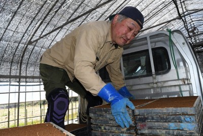 育苗箱を運ぶ荒生道博さん＝山形県酒田市で2026年4月19日午前10時4分、長南里香撮影
