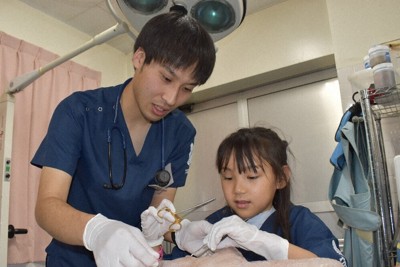 中嶋慧介さんの指導で、縫合を体験する須藤すみれさん＝埼玉県宮代町の東武動物公園で4月19日、萩原佳孝撮影