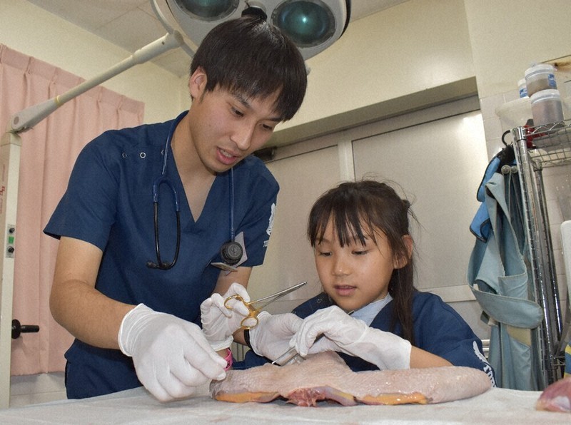 中嶋慧介さんの指導で、縫合を体験する須藤すみれさん＝埼玉県宮代町の東武動物公園で4月19日、萩原佳孝撮影