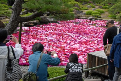 由志園の庭園の池に広がるボタンの花＝松江市の大根島で2026年4月29日午前10時12分、上野宏人撮影