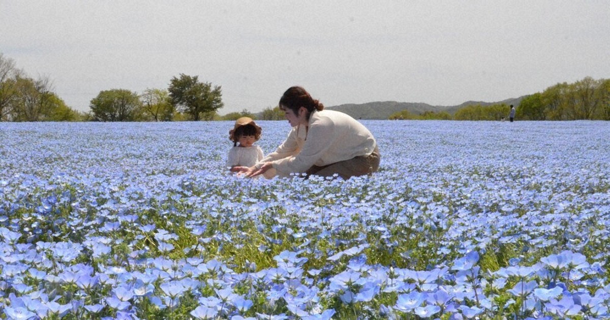 春色に染まる大地 ネモフィラと芝桜 花夢の里で見ごろ 世羅 ／広島
