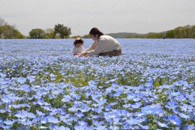 ネモフィラの花畑を楽しむ親子連れ＝世羅町上津田のフラワービレッジ花夢の里で2026年4月21日午後0時48分、村瀬達男撮影