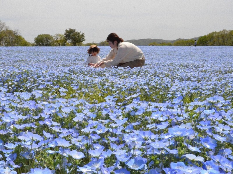 ネモフィラの花畑を楽しむ親子連れ＝世羅町上津田のフラワービレッジ花夢の里で2026年4月21日午後0時48分、村瀬達男撮影