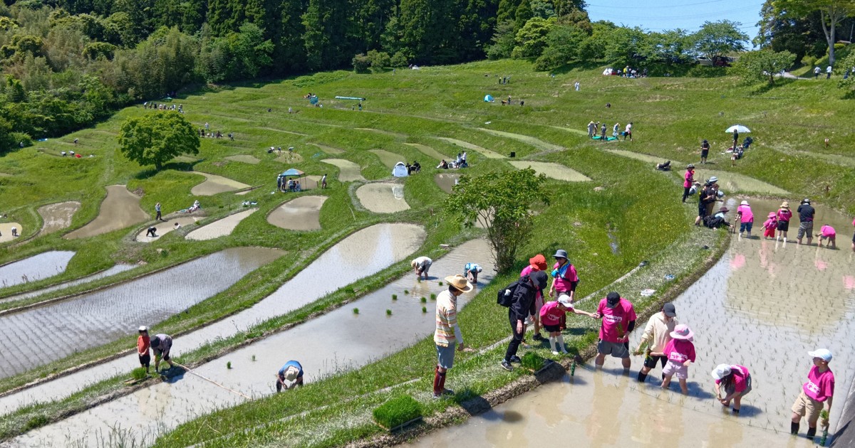 初夏の日差しの下　東京から最も近い棚田で田植え　千葉・鴨川