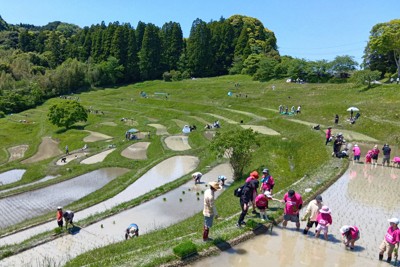 大人も子どもも膝まで泥につかって苗を植えた＝千葉県鴨川市で2026年5月2日午前10時32分、岩崎信道撮影