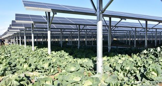 再生可能エネルギーとして普及が進む営農型の太陽光発電所。パネルの下ではキャベツなどの野菜が育てられている＝茨城県筑西市で2025年12月5日、佐久間一輝撮影