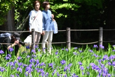 見ごろを迎えた大田神社のカキツバタ＝京都市北区で2026年5月2日午前11時37分、資野亮太撮影