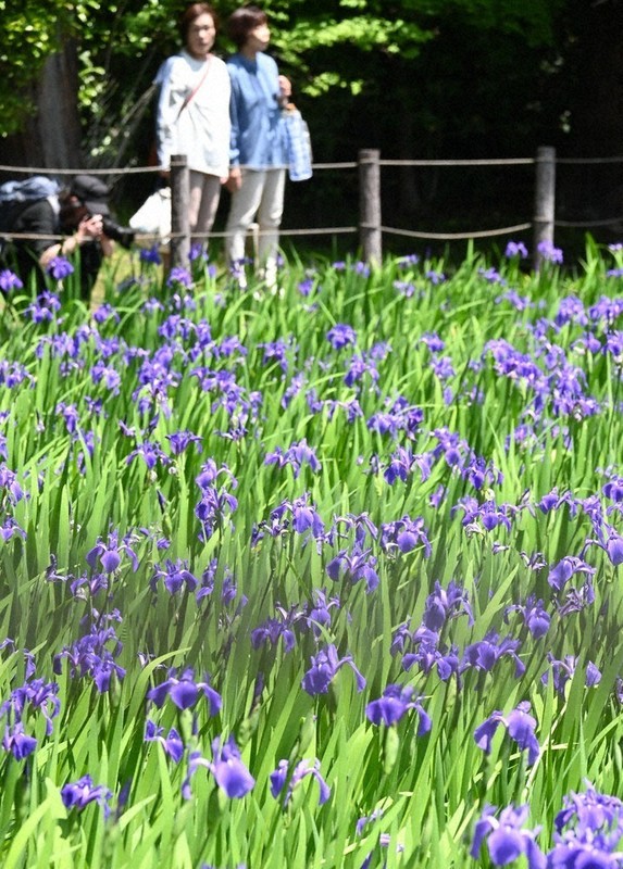 見ごろを迎えた大田神社のカキツバタ＝京都市北区で2026年5月2日午前11時37分、資野亮太撮影