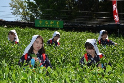 姉さんかぶり、あかねだすき姿で新茶を摘む女性たち＝宇治市宇治折居の茶業センター茶園で2026年5月2日午前9時49分、鈴木健太郎撮影