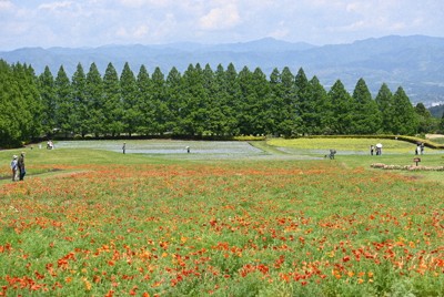生駒高原をポピーやネモフィラが彩っている＝宮崎県小林市で2026年4月27日午後1時、下薗和仁撮影