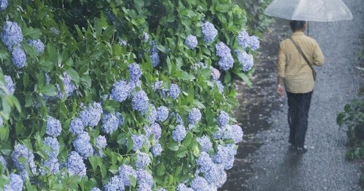 鹿児島・奄美地方が梅雨入り　全国で今年初　平年より9日早く