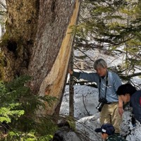 ツキノワグマが木の皮をはいだ跡を興味深そうに観察する親子。木にはクマの毛が残されていた＝秋田県鹿角市の大沼で2026年5月3日午前、佐藤岳幸撮影