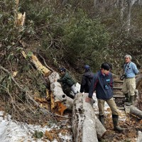 遊歩道上に倒れていたブナの木。樹齢は100年ほどとみられる＝秋田県鹿角市の大沼で2026年5月3日午前、佐藤岳幸撮影