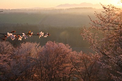 朝日に照らされる深山峠さくら園のサクラ＝北海道上富良野町で2026年5月1日、宮間俊樹撮影