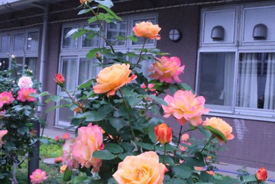 見ごろを迎えた「アンネのバラ」。開花後、オレンジからピンクへと色を変える＝杉並区で