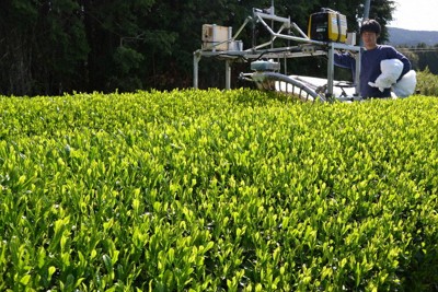 専用の機械で慎重に最上部の茶葉だけを収穫する立岡究さん＝滋賀県甲賀市土山町北土山で2026年5月2日午前8時58分、江田将宏撮影