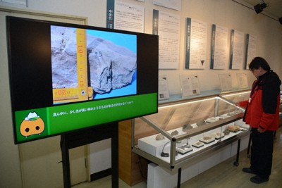 2億3000万年前の「美祢層群」から出土した化石が並ぶ地学展示室＝美祢市の美祢市歴史民俗資料館で2026年4月20日午前11時55分、松尾雅也撮影