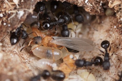 羽化したてのキノムラヤドリムネボソアリ（中央の羽が生えたアリ）、周りはすべてハヤシムネボソアリの働きアリ＝木野村恭一さん撮影、森林総合研究所提供