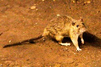 In this June 15, 2010 file photo, a rat wanders the subway tracks at Union Square in New York. (AP Photo)