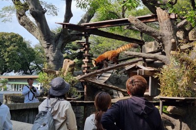 多くの人でにぎわうレッサーパンダの展示＝横浜市西区の野毛山動物園で2026年4月14日、坂口裕彦撮影