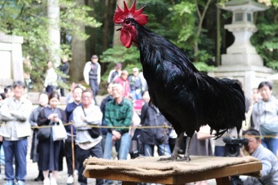 高らかに鳴き声をとどろかせる日本鶏＝新潟県弥彦村の弥彦神社で2026年5月4日、浜田奈美撮影