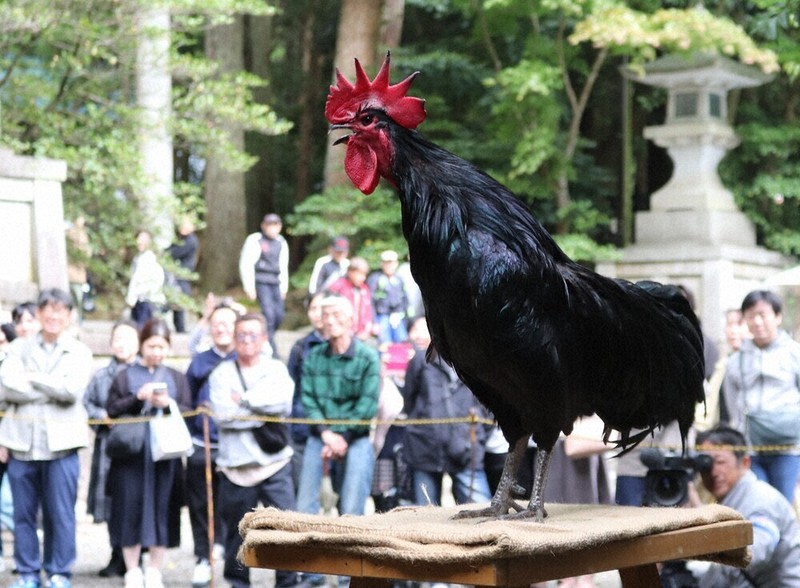 高らかに鳴き声をとどろかせる日本鶏＝新潟県弥彦村の弥彦神社で2026年5月4日、浜田奈美撮影