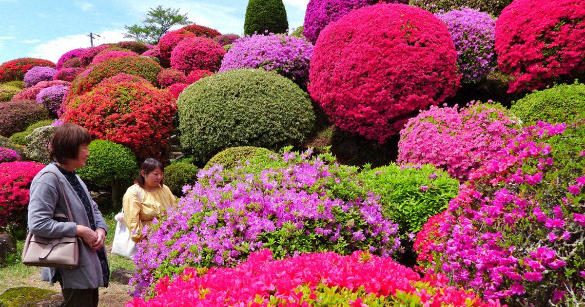 斜面春色 岡谷・鶴峯公園ツツジ見ごろ ／長野 | 毎日新聞