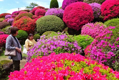 満開のツツジを楽しむ花見客＝岡谷市川岸上の鶴峯公園で2026年5月4日、宮坂一則撮影