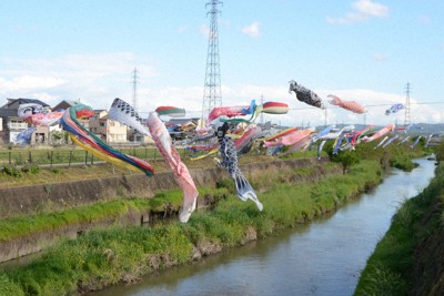 大谷川の上を泳ぐこいのぼり＝八幡市八幡東島で2026年5月1日午後4時2分、鈴木健太郎撮影