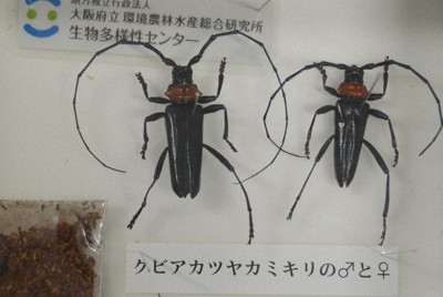 クビアカツヤカミキリの標本＝大阪市で2026年4月15日午後3時26分、芝村侑美撮影