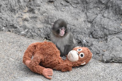 サル山のふもとでぬいぐるみを手にするパンチ＝千葉県市川市の市川市動植物園で2026年2月14日午後1時21分、待鳥航志撮影