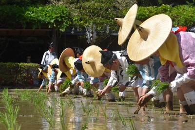 桃山時代の装束に身を包み、一列に並んで早苗を植える植方たち＝伊勢市の猿田彦神社の神田で2026年5月5日午後2時5分、下村恵美撮影