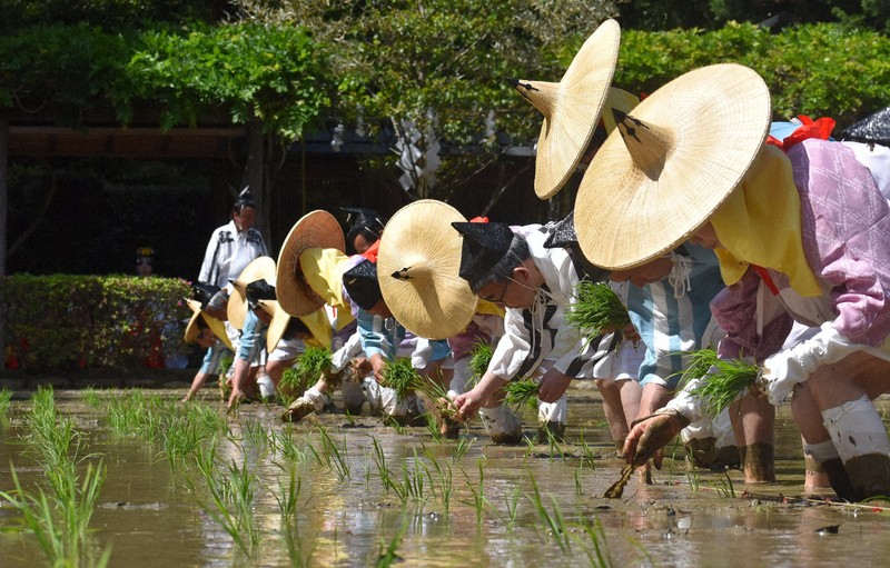 桃山時代の装束に身を包み、一列に並んで早苗を植える植方たち＝伊勢市の猿田彦神社の神田で2026年5月5日午後2時5分、下村恵美撮影