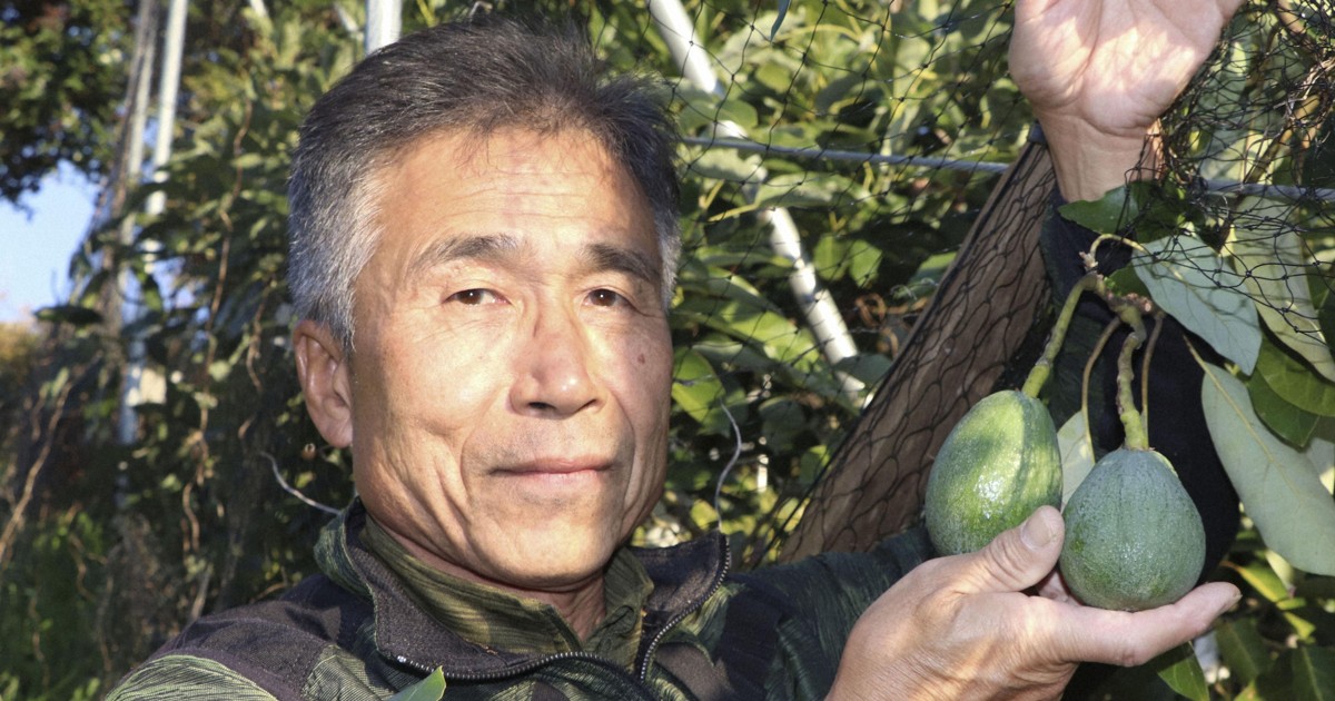 Avocado farming rises as citrus-making Japan city eyes global warming