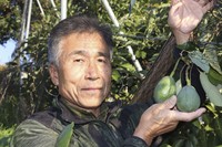 This photo taken in December 2025 shows avocado cultivator Fuminori Arita in Matsuyama, Ehime Prefecture. (Kyodo) 