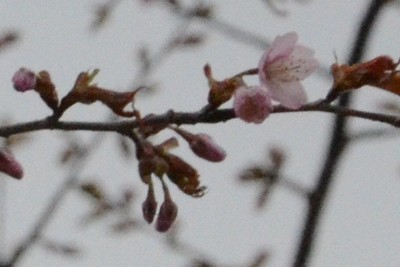 釧路で開花したエゾヤマザクラ＝釧路市の柳町公園で2026年5月3日午後5時6分、平山公崇撮影