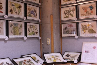 昆虫と植物を精細に描いたメーリアンの図譜の展示。絵の一部のように昆虫の標本を置いている＝東京都練馬区で2026年4月、岡礼子撮影