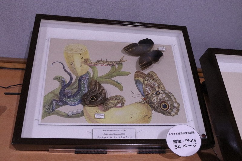 350年前の昆虫学者が描いた 精細画複製と標本見比べ 練馬で特別展示