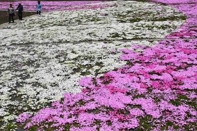 園内に咲く芝桜＝魚沼市根小屋で2026年5月2日、板鼻幸雄撮影
