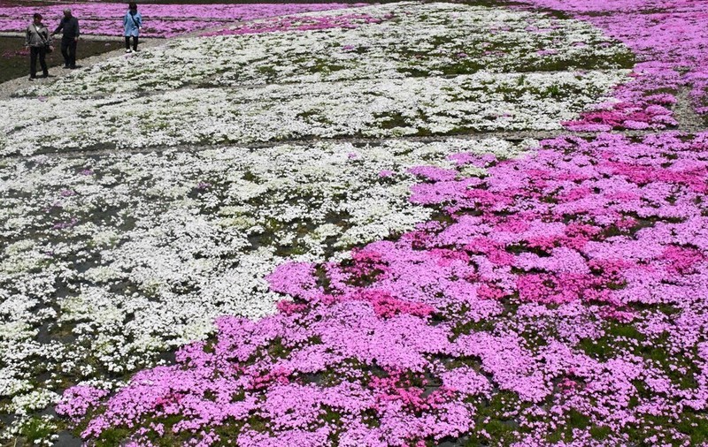一面に赤や白 壮観の20万株 魚沼芝桜まつり ／新潟 | 毎日新聞