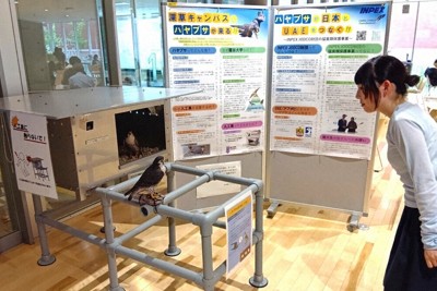 龍谷大が深草キャンパスの校舎の屋上に設置するハヤブサの人工巣とデコイ。学生に見てもらうため、解説パネルと共に灯炬館1階「る」の森で5月8日まで展示している＝京都市伏見区で2026年4月20日午後4時1分、太田裕之撮影