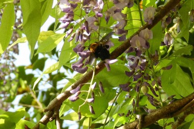 クマバチの羽音が響くヤマフジの房。ヤブツバキの紅も遠くに見える＝姫路市飾東町北野で2026年4月28日午後4時53分、藤田文亮撮影