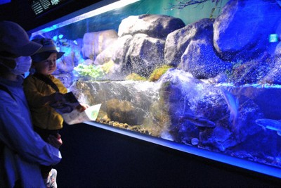 シン・マリホ水族館でゴギを展示する最大の水槽＝広島市西区で2026年4月24日午前10時7分、関東晋慈撮影