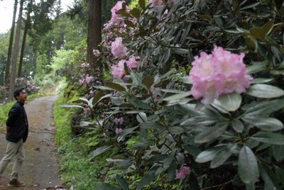 石照庭園で咲き誇るシャクナゲ＝島根県雲南市で2026年4月26日午後3時3分、上野宏人撮影