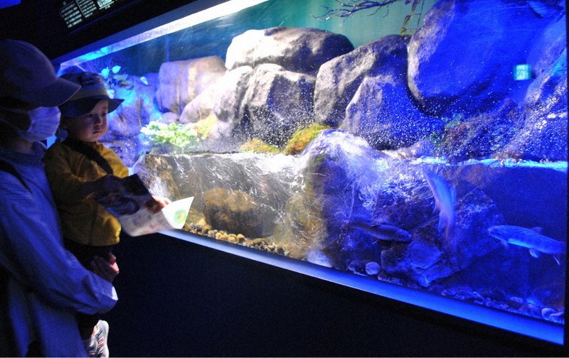 シン・マリホ水族館でゴギを展示する最大の水槽＝広島市西区で2026年4月24日午前10時7分、関東晋慈撮影