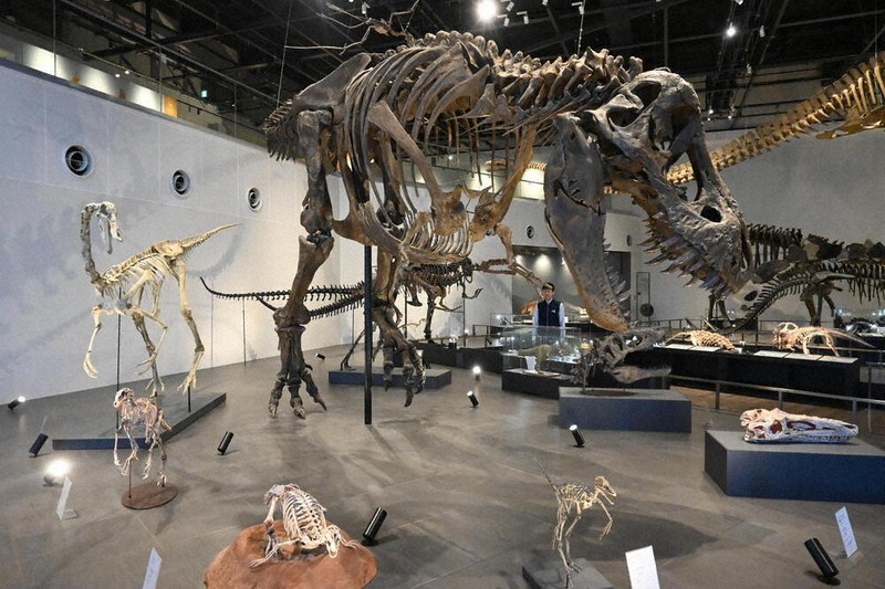 ティラノサウルス「トリックス」の全身骨格レプリカ＝長崎市野母町のベネックス恐竜博物館で2026年4月16日午後2時5分、百田梨花撮影
