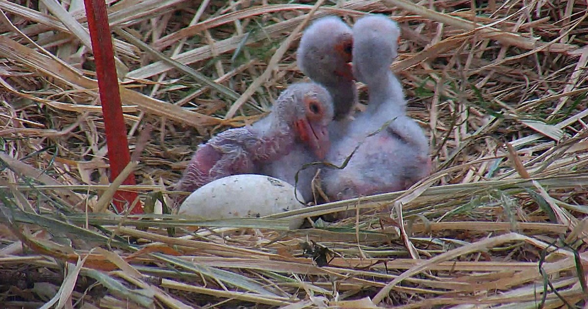 「こうのとりの里」で新ペアのヒナ3羽誕生　8月にも放鳥　千葉