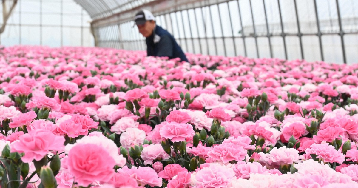 ハチ公　CLASS 100 carnations & japanes Mother's Day carnations in Japan face price rises as oil costs